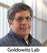 Goldowitz lab page